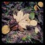 instagram autumn