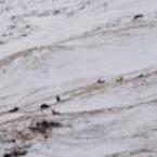 branco cervi lago retico