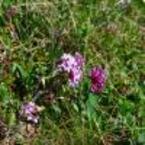 Fiori di montagna.