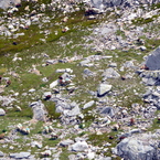 Più in basso si pascola.