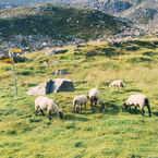 Pecore al Piano delle Creste.