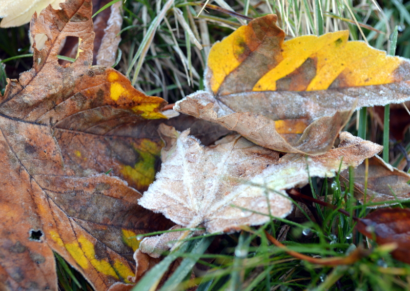 Brina autunno foglie