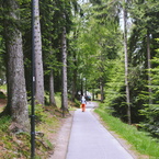 Stradina nel bosco di Cardada.