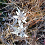 Edelweiss.