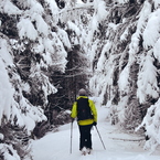 Inverno nel bosco.