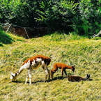Guanacos in Val Morobbia.