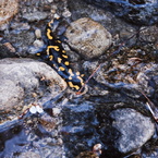 Salamandra.