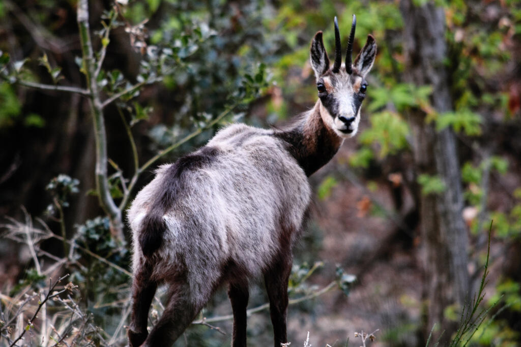 Camoscio nel bosco