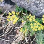 Euphorbia cyparissias in fiore.