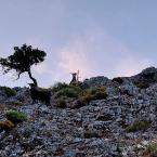 Capre: la strada è giusta.