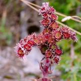 Sempervivum arachnoideum.